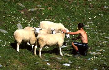 Alfons a ovce