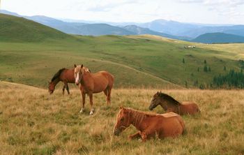 Pohoří Suhard, ležící koně